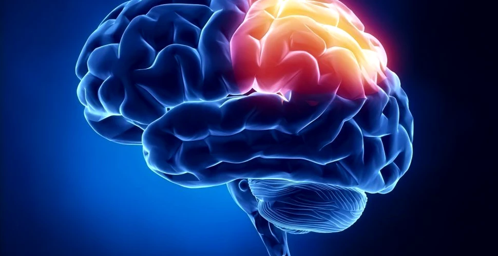 Descoperirea care schimbă TOT ce ştiam despre creierul uman. Ce au identificat cercetorii americani – VIDEO