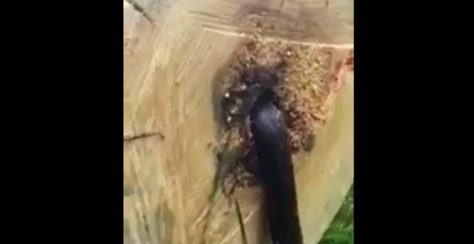 Un bărbat a tăiat un copac din curtea casei şi a găsit CEVA foarte ciudat în interiorul trunchiului – FOTO+VIDEO