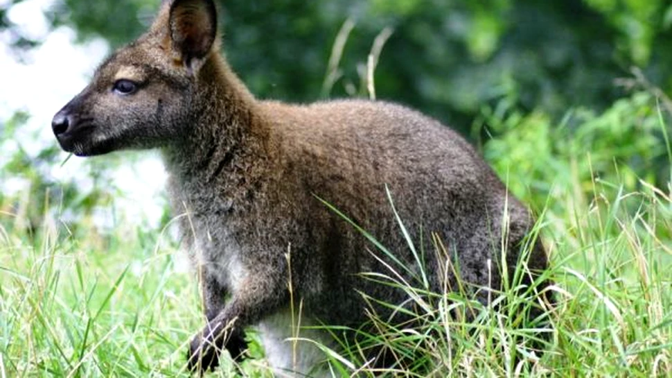Gentleman britanic, angajez animale exotice sa tunda peluza