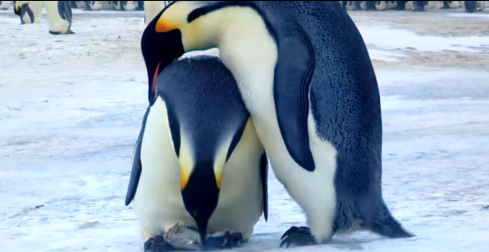 Pinguinii imperiali, ”îndoliaţi” de moartea puiului. Imagini VIDEO remarcabile
