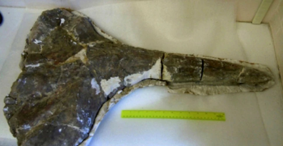 Fosila unei balene cu cioc i-ar putea ajuta pe cercetători să stabilească unde a apărut omul biped