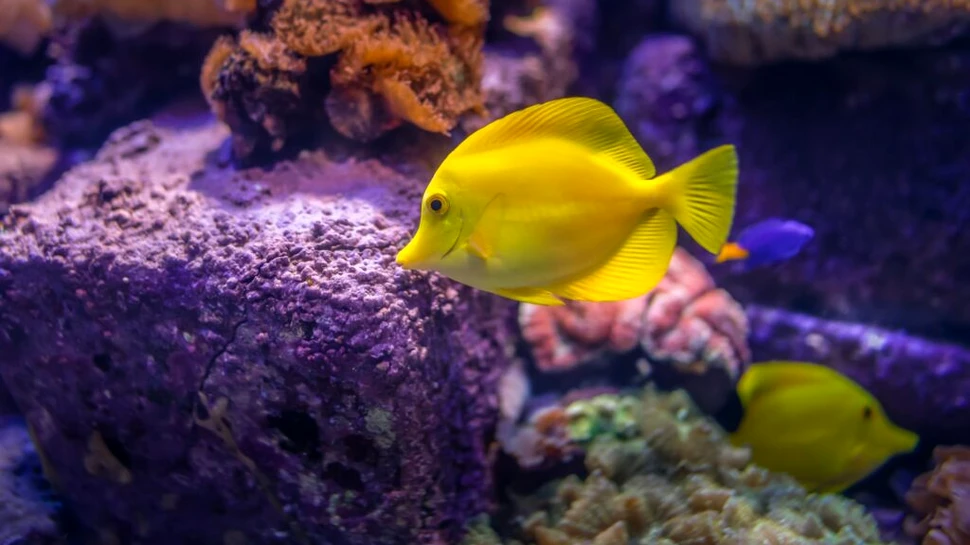 Iată ce trebuie să faci pentru a avea pești fericiți în acvariu!