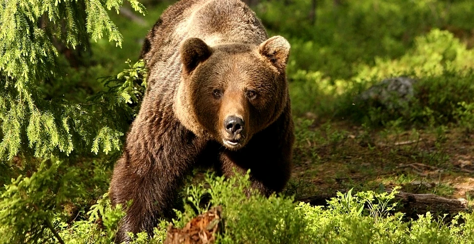 Singurul urs din România urmărit de WWF prin satelit a fost ucis de braconieri