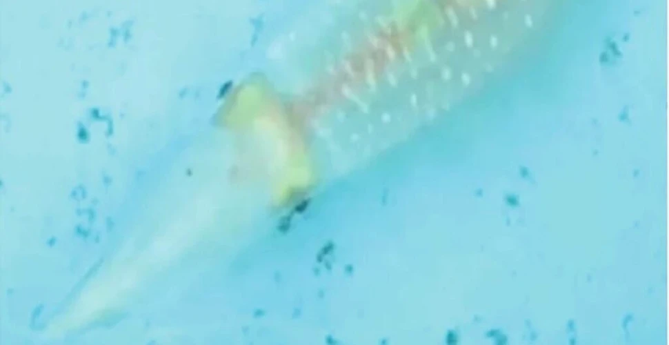 Un calamar a fost filmat, în premieră, în timp ce își schimbă culoarea pentru a se camufla
