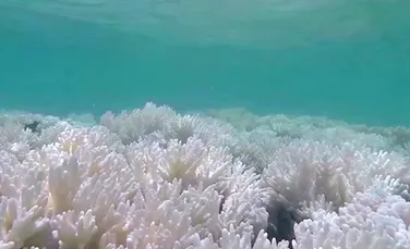 93% din Marea Barieră de Corali este afectată de albire. ”Este o TRAGEDIE” – FOTO+ VIDEO