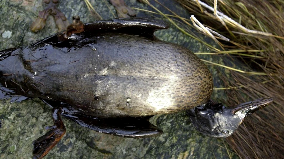 Penele păsărilor marine sunt afectate chiar și de cele mai mici cantități de petrol