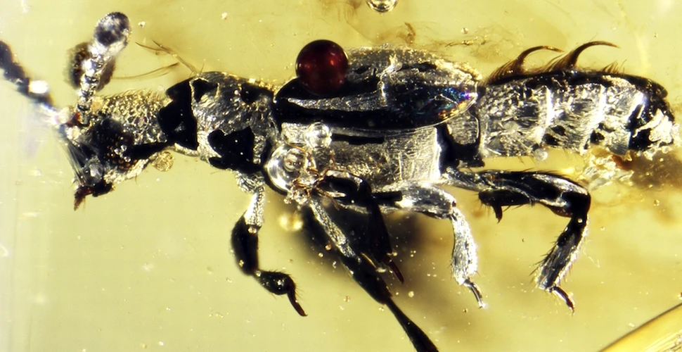 O fosilă a unui gândac „iubitor de furnici”. Ce au aflat cercetătorii despre comportamentul lui?