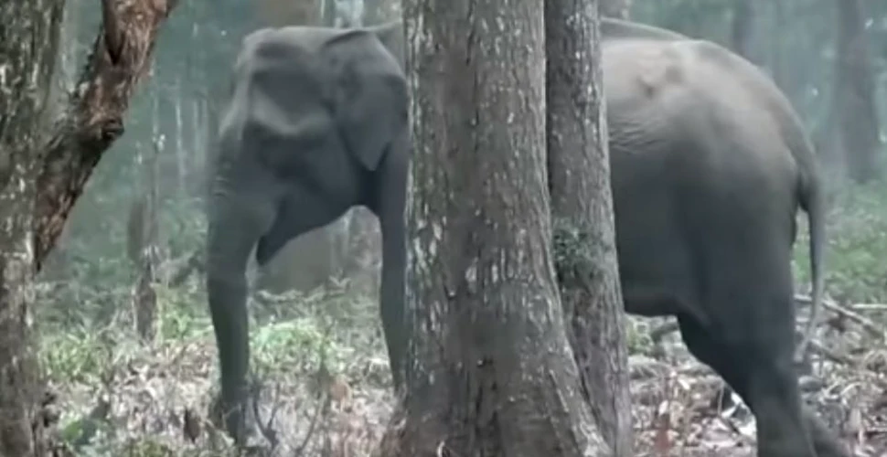 Imagini incredibile cu un elefant ce inhalează fum
