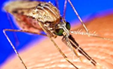 Tantarul “tunat”- noua arma anti-malarie