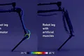 Oamenii de știință au creat un picior robotic care funcționează cu mușchi artificiali