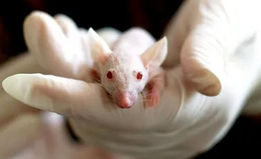 Degetele amputate ale şoarecilor au crescut parţial cu ajutorul a două proteine