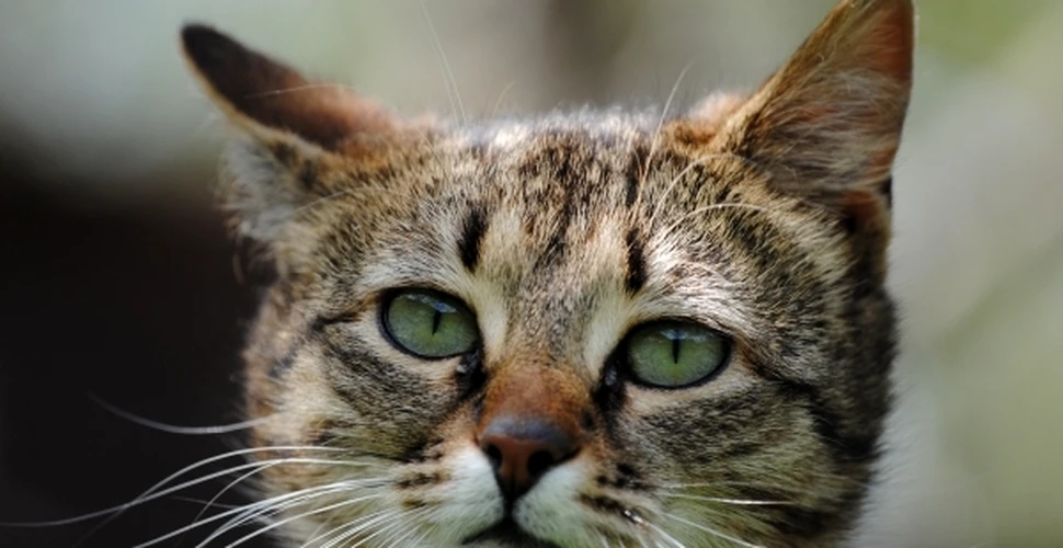 Viaţa secretă a pisicilor, dezvăluită de un nou studiu