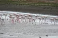 Imagini rare în Delta Dunării. Peste 100 de păsări flamingo au fost observate de inspectorii ecologi