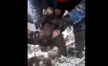 Imagini revoltătoare. Patru pui de urs, scoși din bârlog și aruncați prin zăpadă, în Neamț