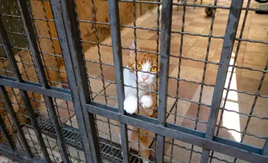 Cum ajuta o pisică deținuții dintr-un penitenciar din Rusia să facă rost de droguri?