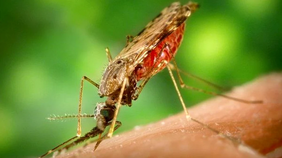 Malaria a migrat din Africa odata cu oamenii