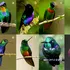 Păsările colibri au cel mai colorat penaj dintre toate păsările cunoscute, arată un studiu