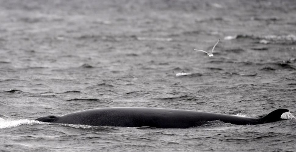 Au fost descoperite urme radioactive în balenele din apropierea Japoniei