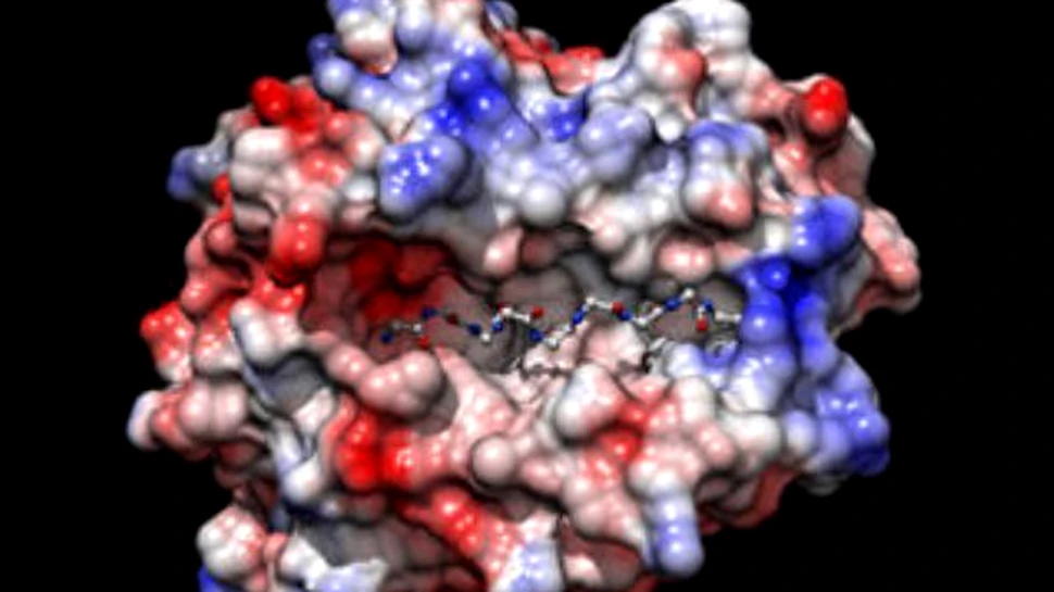 5 aminoacizi pot tine sub control virusul HIV