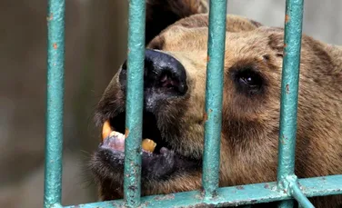 Doi urşi bruni au fost salvaţi dintr-o grădină zoologică neprimitoare şi transferaţi într-un refugiu din Croaţia – GALERIE FOTO