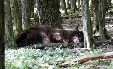 Un zimbru, surprins în timp ce face „baie de praf” într-o pădure din Parcul Natural Vânători Neamț