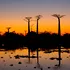 Baobabii, arborii sacri din Madagascar, sunt în pericol