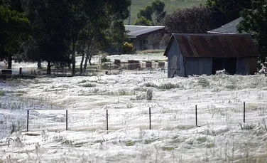 Milioane de păianjeni au ”căzut” din cer într-o zonă rurală din Australia. Cum se explică fenomenul numit ”părul îngerilor”