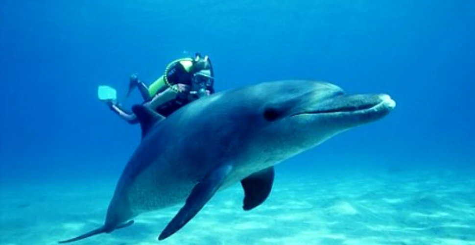 De ce nu ne mai suporta delfinii?
