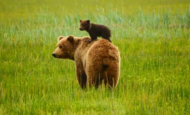 O ursoaică și un pui, văzuți tocmai în Brăila, la peste 100 de kilometri de munte