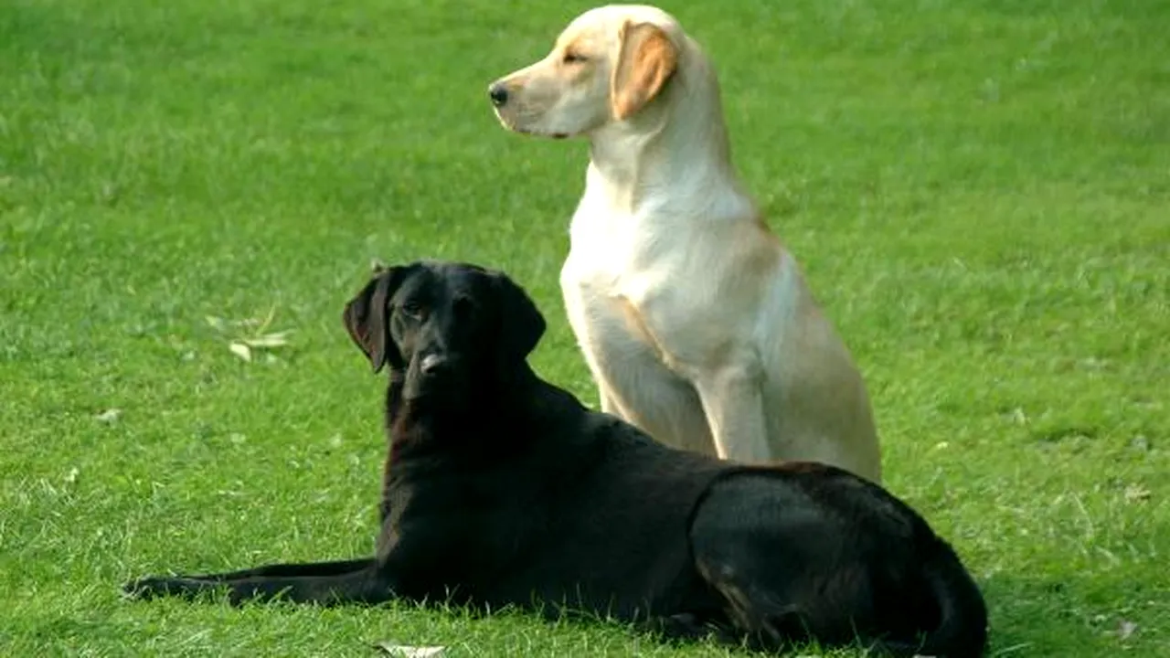 1-01-07-1-pair-of-dogs-web 