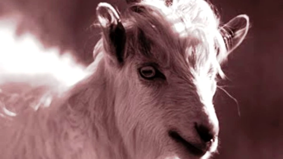 Cercetatorii chinezi au clonat capra “de casmir”