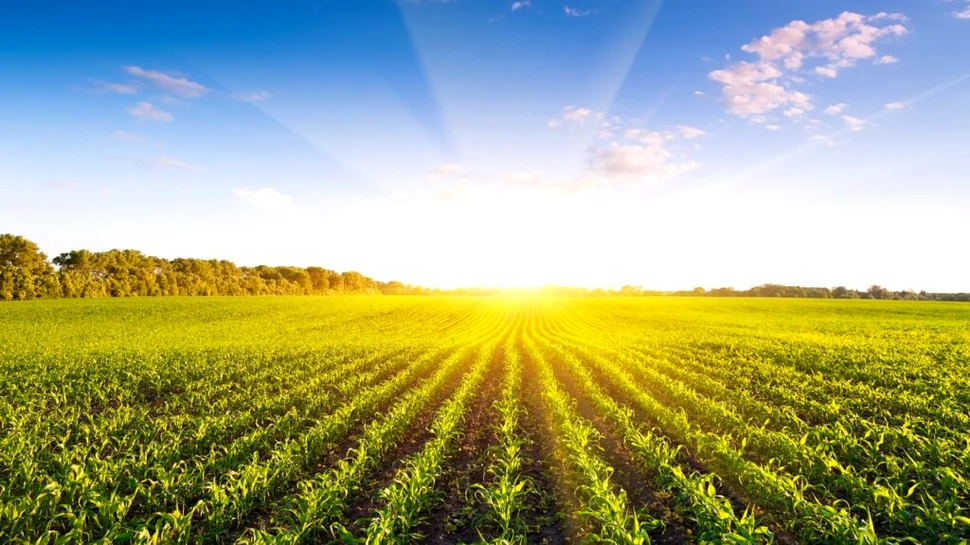 Cum ar putea banalul porumb să crească durata de viață a bateriilor?