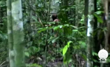 „Omul Gropilor”, ultimul membru al unui trib izolat din Amazon, a murit