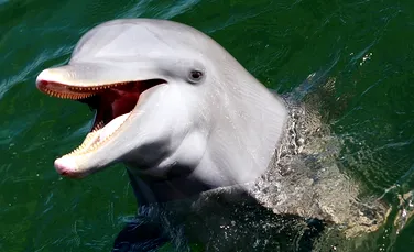 „Superputerile” animalelor: pot delfinii să „vadă” fătul din uterul unei femei gravide?
