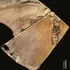 O fosilă veche de 2,6 milioane de ani din Japonia a dezvăluit o specie „extrem de rară”