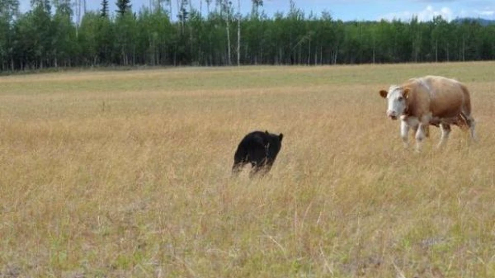 Nici macar un urs nu poate infrunta o vaca furioasa (FOTO)