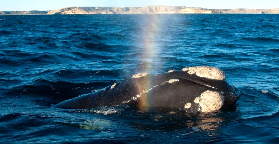 După un an îngrozitor, balenele pot deveni extincte în viitorul apropiat