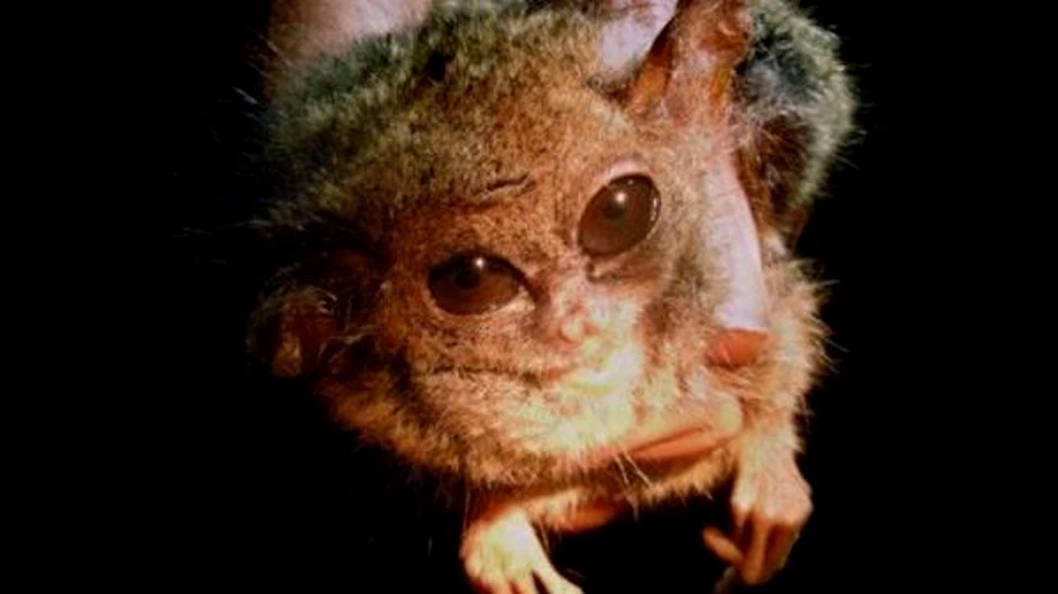 O specie extincta, redescoperita in Indonezia