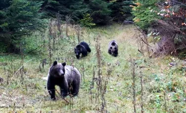 Forfotă la Piatra Craiului: Urșii fac ultimele pregătiri înainte de hibernare
