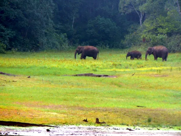 Elefanţi sălbatici indieni la intrarea în junglă
