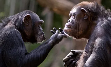 Comunicarea între bonobo seamănă cu limbajul uman mai mult decât credeam