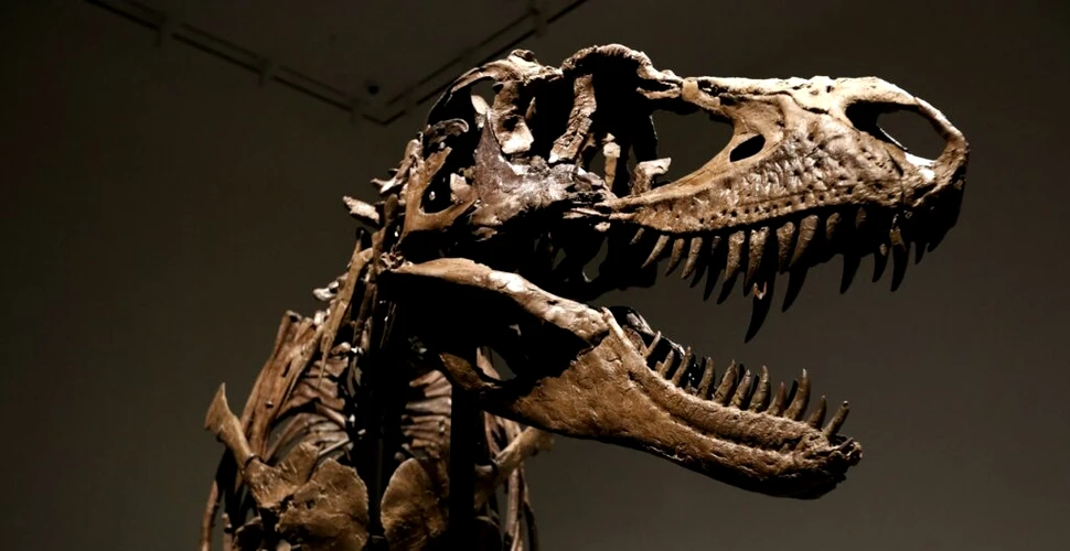 Scheletul unui dinozaur s-ar putea vinde pentru 8 milioane de dolari, iar cercetătorii sunt de-a dreptul „dezgustați”