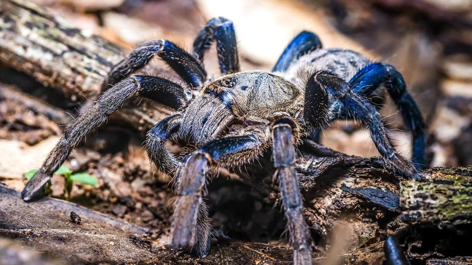Misterul culorilor nemaipomenite ale tarantulelor ar fi fost, în sfârșit, rezolvat
