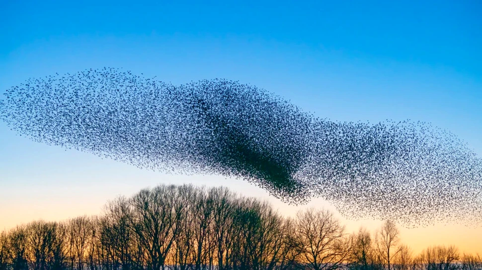 Care este secretul spectaculoaselor stoluri de grauri?
