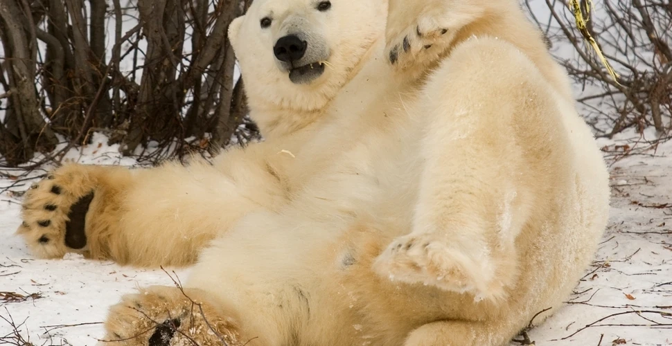 Explorează capitala urşilor polari cu ajutorul Google şi descoperă aceste animale în habitatul lor natural (VIDEO)