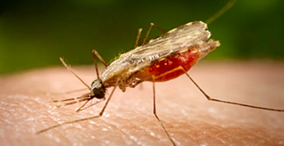 Malaria asalteaza Statele Unite