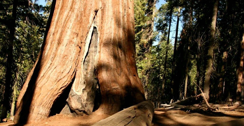 Un arbore din Chile ar putea fi cel mai bătrân copac din lume