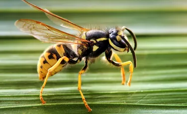 STUDIU: Veninul unor viespi din Brazilia, o posibilă armă eficientă în lupta împotriva cancerului