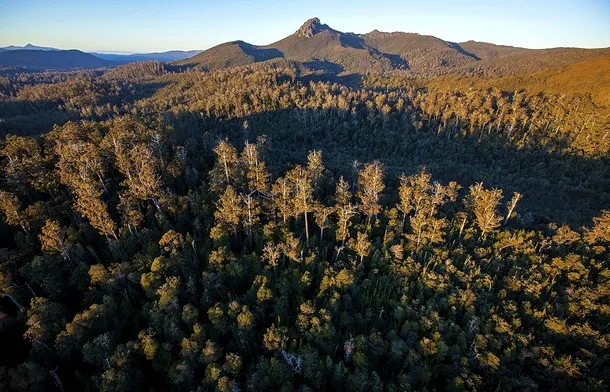 Australiei i-ar putea fi refuzată autorizaţia de a declasa o parte din pădurile din Tasmania