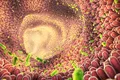 Oamenii de știință dezvăluie legătura dintre microbii intestinali și sănătatea inimii